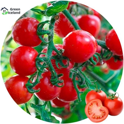 Picture of 20 Peace Global Delicious Climbing Tomato Seeds