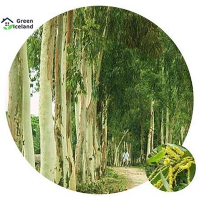 Picture of The seeds of 50 pieces of sky tree