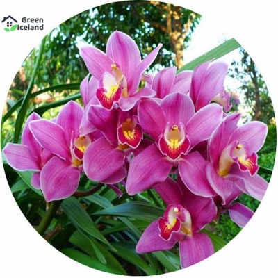 Picture of Cymbidium Orchid Seed-10 Peace Seed (Global Seed)