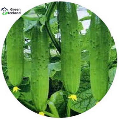 Picture of All seasonal seeds of cucumber-550 pes seeds