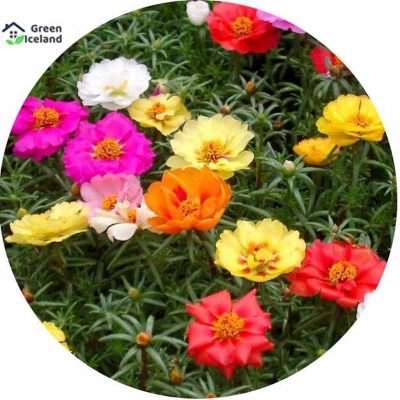 Picture of Portulka flower seed-50 pc seeds of organic mixed color