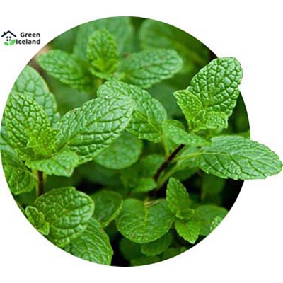 Picture of Mint/mint seeds of all season (mint leaf seeds) - 100 pice seeds