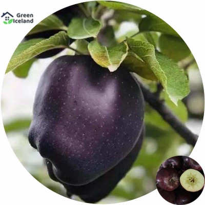 Picture of Black Diamond Apple Seeds of All Season-10 Peace Seeds