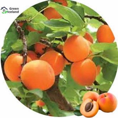Picture of Apricot tree seed-2 pice seeds