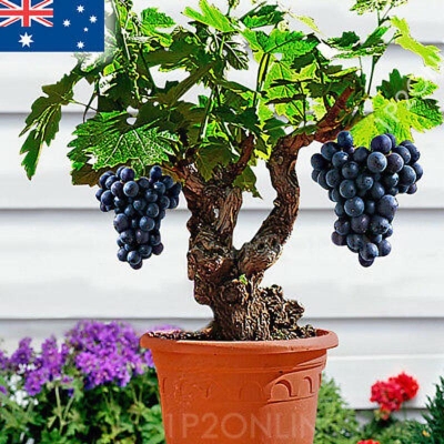 Picture of Grape seed-seed-seed seeds as photo tree