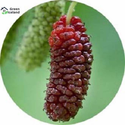 Picture of All Season Red Mulberry Seeds - 20 PCS Seeds
