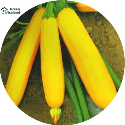 Picture of Dwarf 5 Piece Natural Gold Squash Seed-5 Piece Seeds