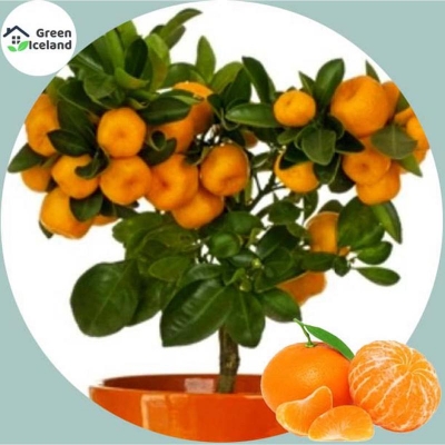 Picture of Orange Fruit Tree Seeds- 1 Piece Seed