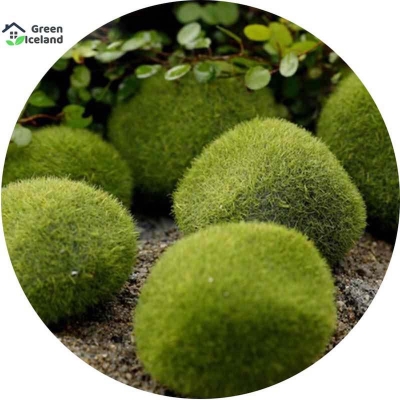 Picture of Micro landscape moss seed-seed-20 pice seeds
