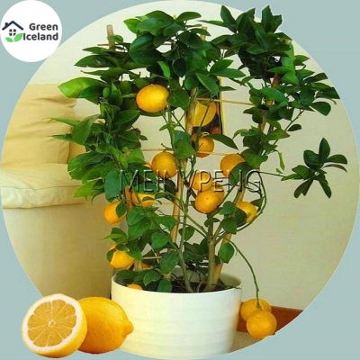Picture of Global Dwarf Lemon Seed Seed-10 Peace Seeds