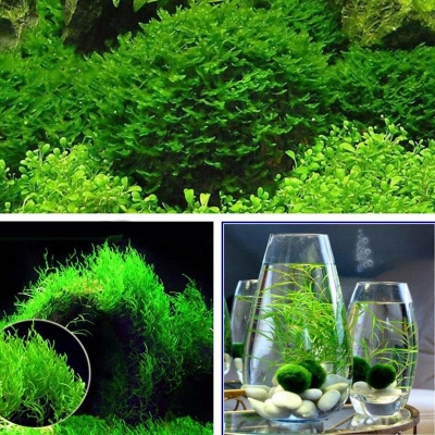 Picture of 50 pieces of seed aquarium fertilizer aquarium substrate aquatic floating grass clay aquarium grass seeds (global seeds).
