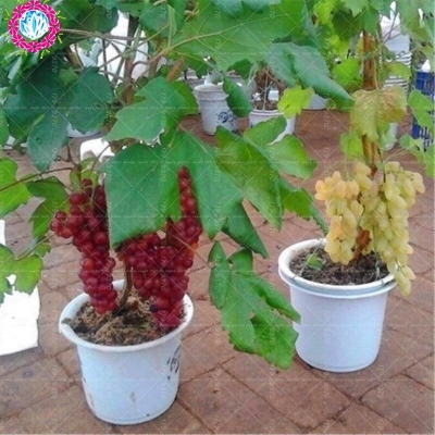Picture of Bonsai black ball grape seeds (grape seeds 15 pc)