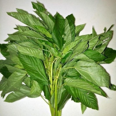 Picture of Jute spinach seeds (jute seeds)- 1000pcs intake packet