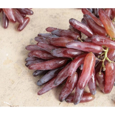 Picture of 20 pieces of rare black finger grapes advanced fruit seed-black long grape seeds
