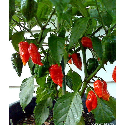 Picture of Naga Chili Seeds - 25+PCS Intek Packet Seeds (Bermassi Bombay Pepper Seed Intake Packet)
