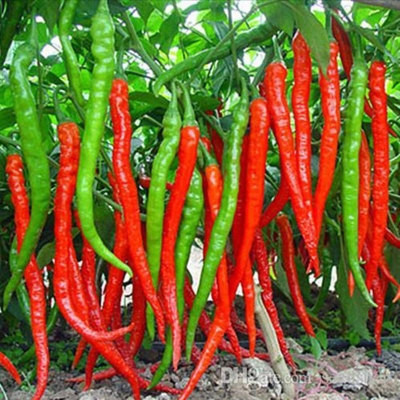 Picture of Green pepper seeds long chilli seed -100 + pice (bell seed)
