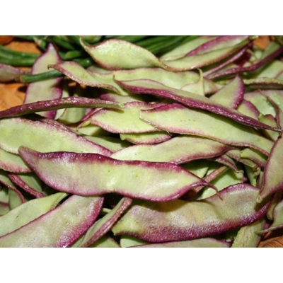 Picture of Red Bean Seeds (Red Shim Seeds) -10 Peaces