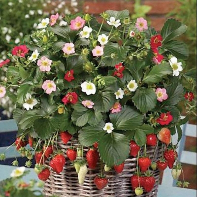 Picture of Tob bonsai strawberry seeds are Global -30 Piece (Global Seeds)
