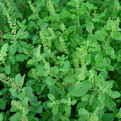 Picture of Tulsi/Basil Seed (Tulsi Seed) - 20 Piece
