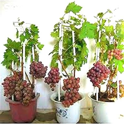 Picture of 20 Piece Rare Bonsai Organic Fruit Natural Grapefruit Seeds Tob Teres (Seeds) for Home Garden