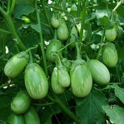Picture of Hybrid Eggpland Seeds Luna/ Hybrid Eggplant Luna Seeds -(1 gram intake packet)