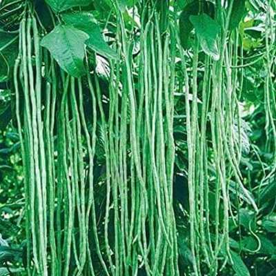Picture of Hybrid long bin (borboti) seed -30 pice
