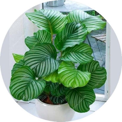 Picture of All season's palm turtle seed-50 pc seeds