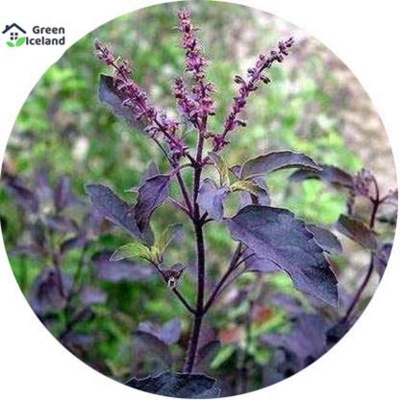 Picture of 15 Piece Basil/Tulsi Seeds of All Season
