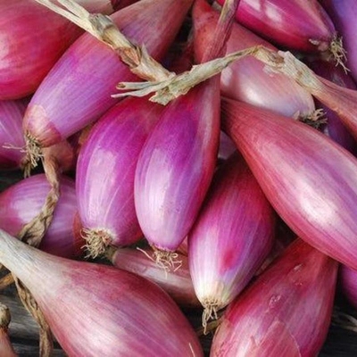 Picture of Red onion seeds -100 pice bag