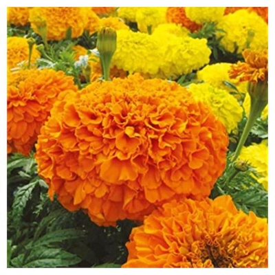 Picture of Mergold African mixed-20 Peace Seeds