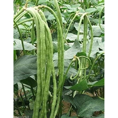 Picture of The seeds of organic tall beans —50 Peace