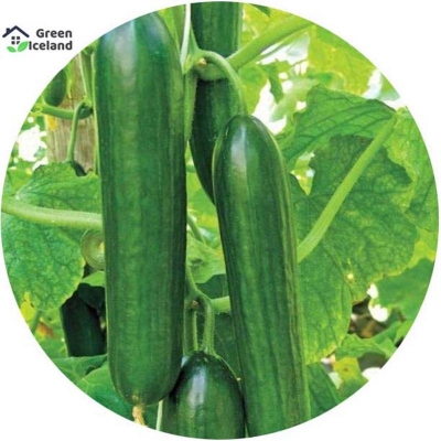 Picture of Natural cucumber seed-30 pice seeds