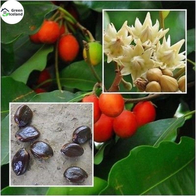 Picture of Natural bark/bud flower seed-10 pes seeds
