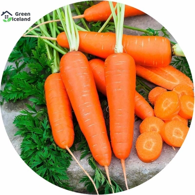 Picture of Seeds of carrots of all season -30 pice seeds