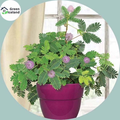 Picture of Global lojjaboti plant seeds (seeds of shy trees) - 20 pcs seeds