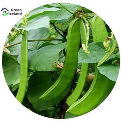 Picture of 5 PCS Natural Bean Seeds (Red Flower Sim Seed)