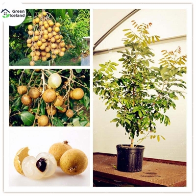 Picture of Dimocarpus longan bonsai seeds (fibers) - 10 PCS seeds