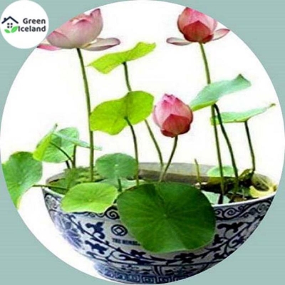 Picture of 10 Piece Natural Padma Flower Bonsai Seed (Padmaful Seed)