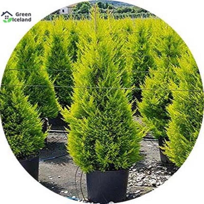 Picture of Green Cypress Seed-10 Peace Seeds (Global Seeds)