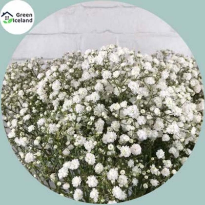 Picture of Organic gypsophila flower seed (zipsi flower seed) -100 pc seeds