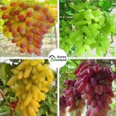 Picture of Grape seeds (granar seed) -20 pcs seeds