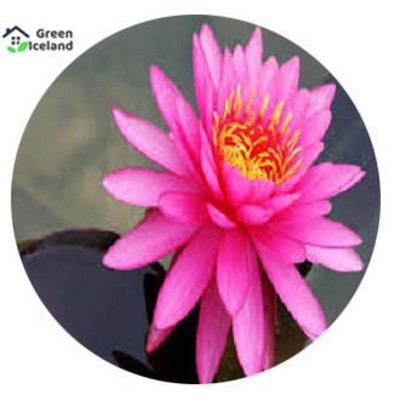 Picture of Padma flower bonsai seeds of all season (Padmaful Seed) - 10 Piece Seeds