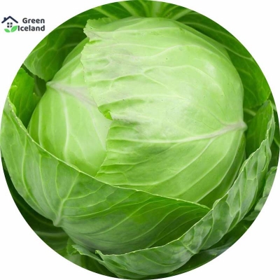 Picture of Hybrid F1 Cabbage Seeds (barrier seeds) - 20 pieces seeds