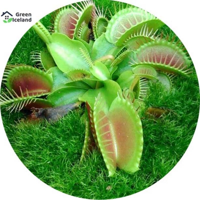 Picture of Pesticide dionaea muscipula flightrap seed -100 pc seeds