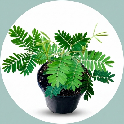 Picture of 15 Piece Natural Lozaboti/Mimosa Seeds (Lozabi Tagar Seed) - 15 Piece Seeds