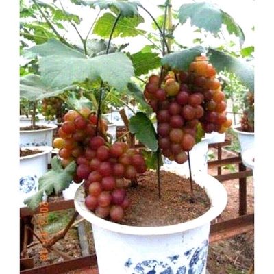 Picture of 20 pieces of bonsai very growing rare sweet red grape seeds