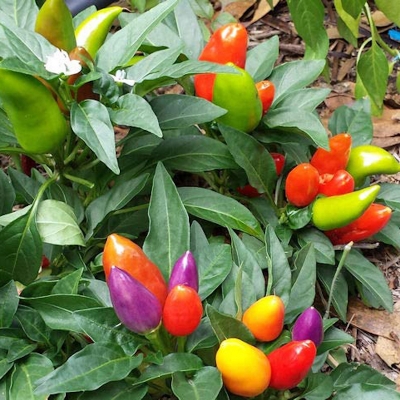 Picture of Ornamental chili seed-30 (Global seed)