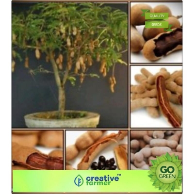 Picture of Sweet sesame seeds -10 pice (Misty Tetul Seed) Global Seeds
