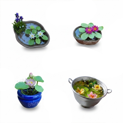 Picture of Padma Flower Bonsai-5 Piece/Bag for Padma Pots Bonsai Seeds
