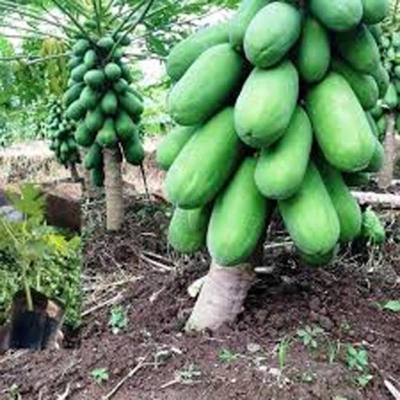 Picture of Papaya Seeds (Papaya Seed) - 10 Pieces Intect Packets